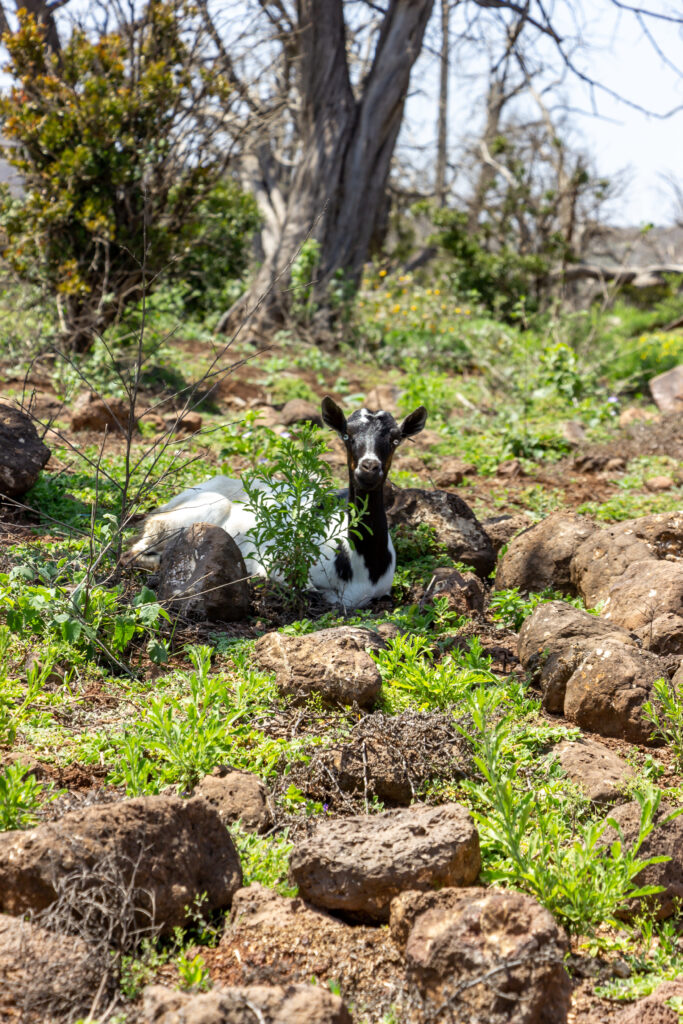 Furry Friends by Camille Massida Photography